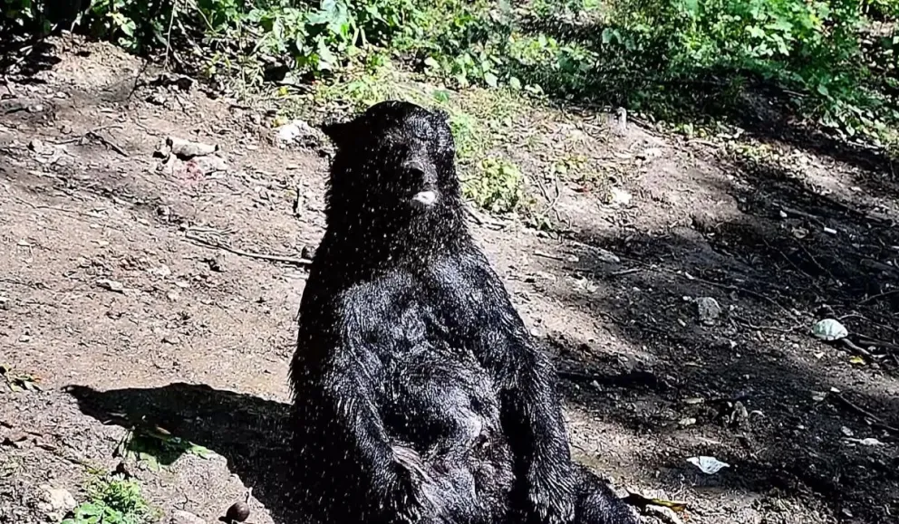 Luego de 25 años en un circo, un oso liberado disfruta del sol