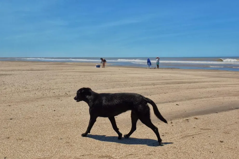 Está prohibido ir a la playa con mascotas: prometen aplicar todo el peso de la ley a incumplidores