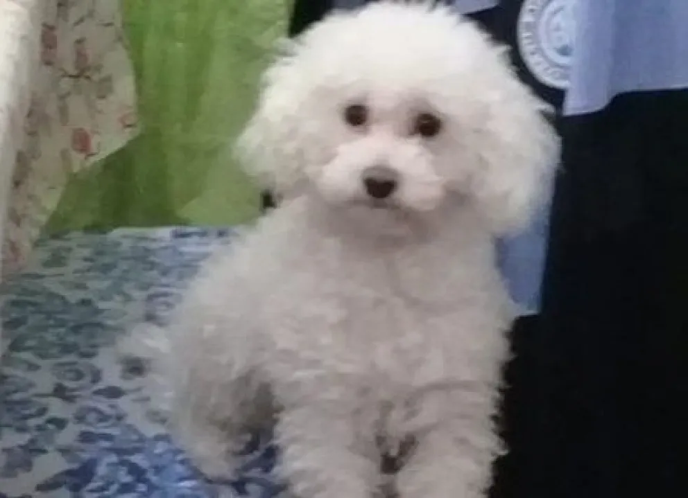 El desgarrador pedido de una mujer a la que le robaron su perra: ofrece recompensa para recuperarla