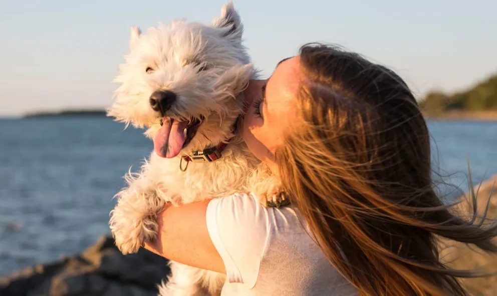 ¿Cómo evitar golpes de calor en animales?