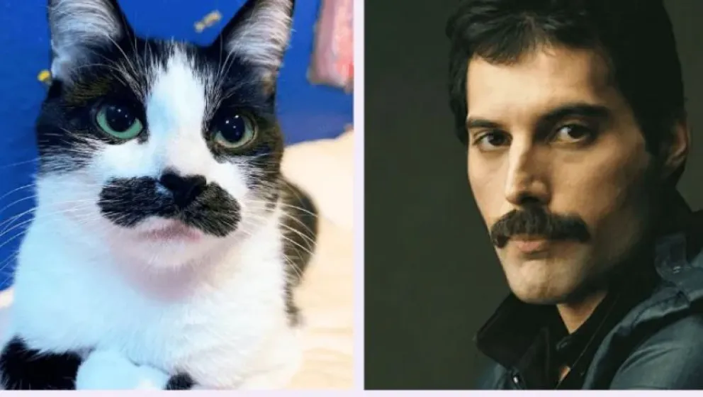 Furor en las redes por “Mostaccioli”, el gato que se parece a Freddie Mercury