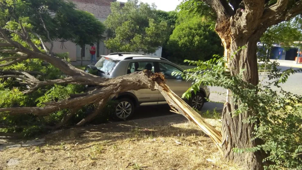 El desprendimiento de una enorme rama casi destruyó un vehículo 