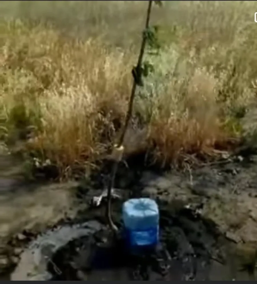 La historia del cerezo que crece a la vera de la ruta N° 3 