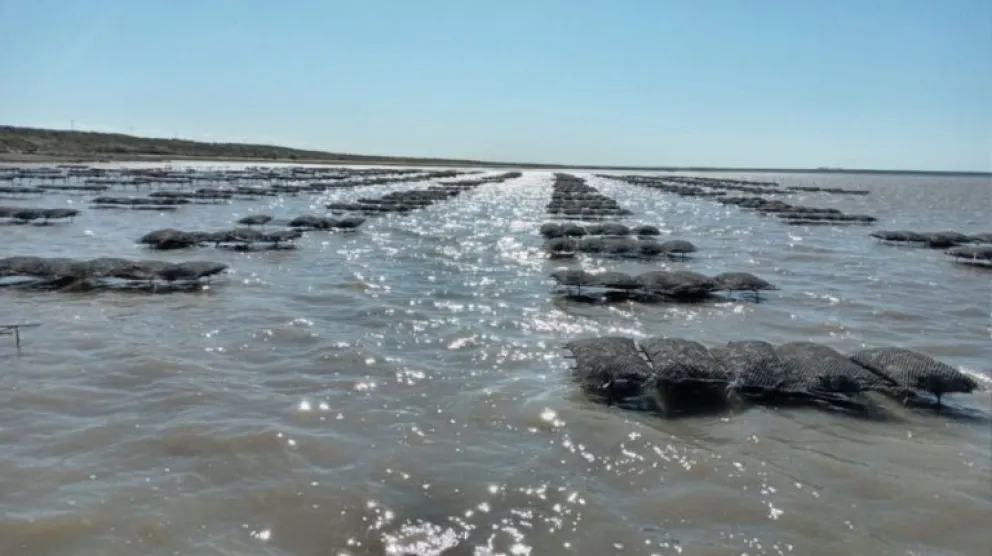 Fiesta Provincial de la Ostra: los detalles de la 14° edición que se realizará en Los Pocitos 