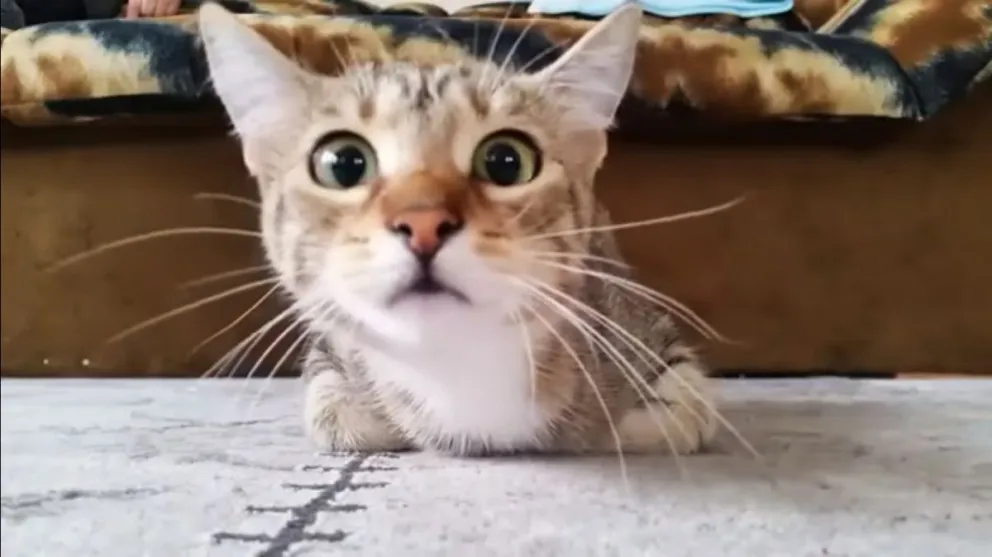 Gatos: conocé las 7 cosas a las que le temen más los felinos 