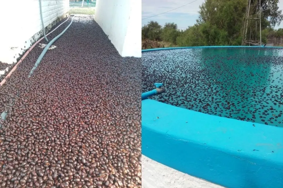 La ola de calor provocó una invasión de cascarudos