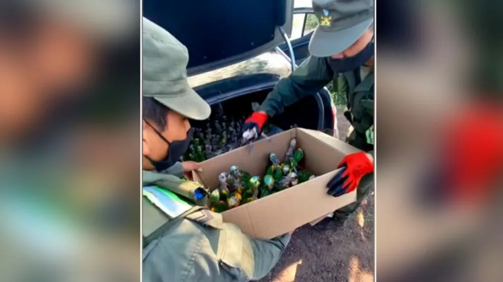 VIDEO: Rescataron a un centenar de loros que estaban siendo traficados en el baúl de un auto