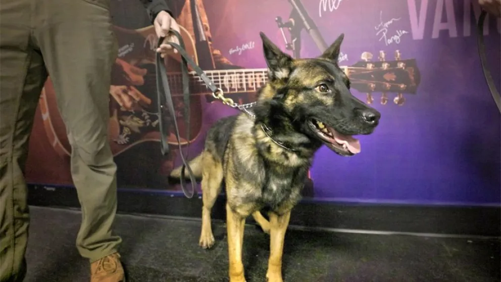 Perros entrenados para detectar el coronavirus están siendo utilizados en los tours de Metallica