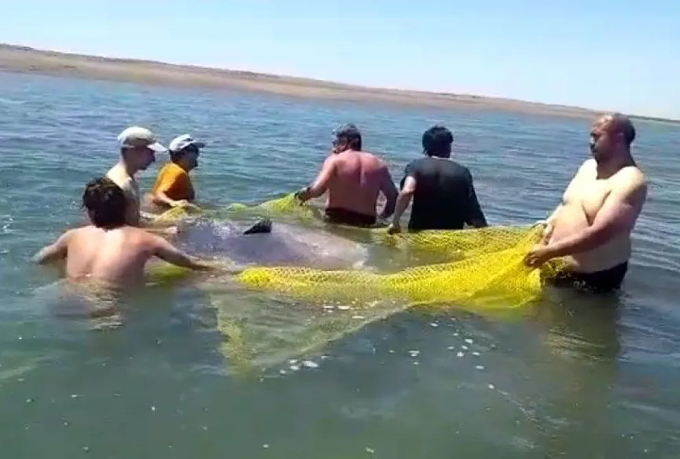 Se conocieron más detalles del salvataje del pez luna en la ría de San Antonio Oeste