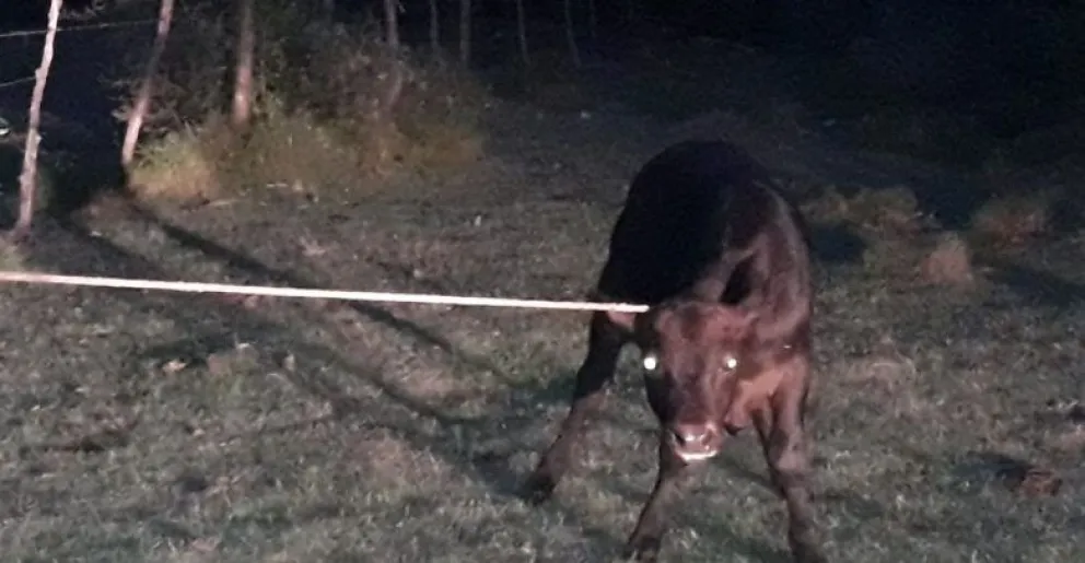 Escuchó ruidos en el corral y se encontró con un ternero enlazado, listo para faenar 