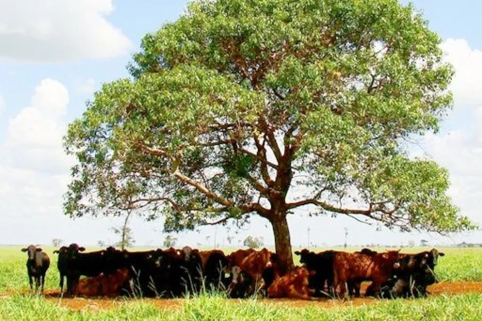 Ante la muerte de animales por estrés térmico, proponen plantar 2 millones de árboles en la región
