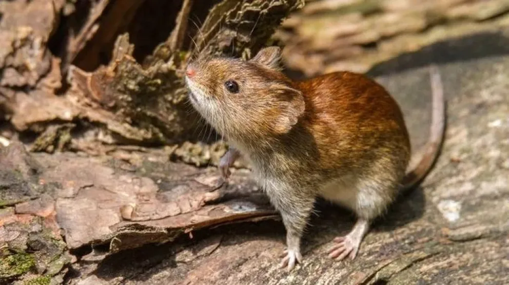 Hantavirus confirmado: Un joven de 29 años está internado en terapia intensiva