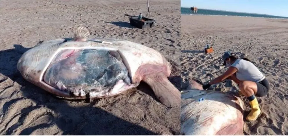 Apareció muerto el pez luna que había encallado días atrás en la ría de SAO: investigan que pasó