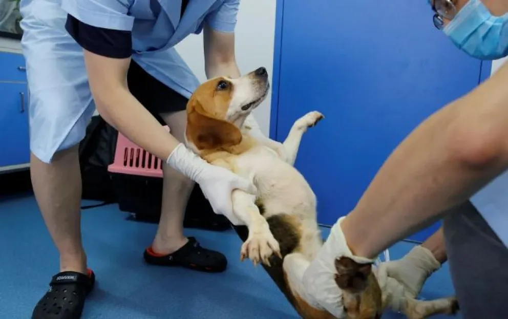 Horror: Más de 30 cachorros “beagle” serán sacrificados en un experimento científico 