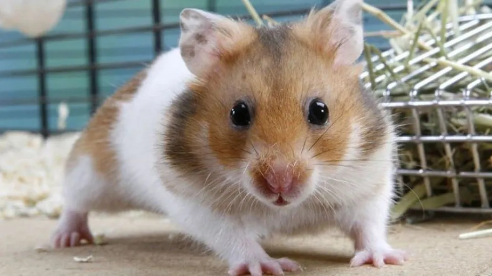 Miles de hámsters serán sacrificados