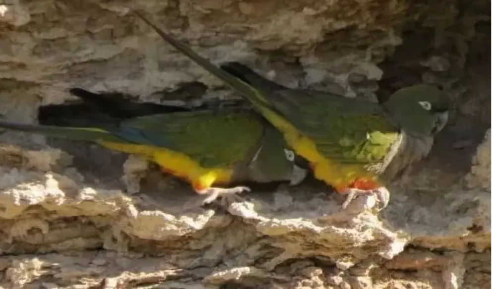 Las lluvias que dieron lugar a la aparición de comida natural salvaron a los loros