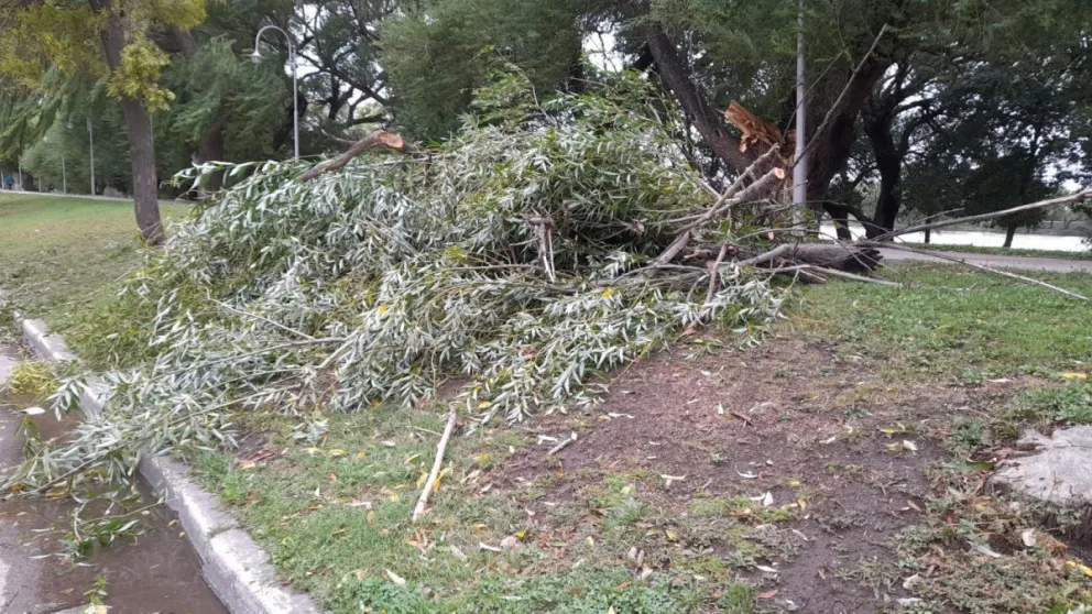 El temporal generó desprendimientos de ramas, caída de árboles y cortes de luz