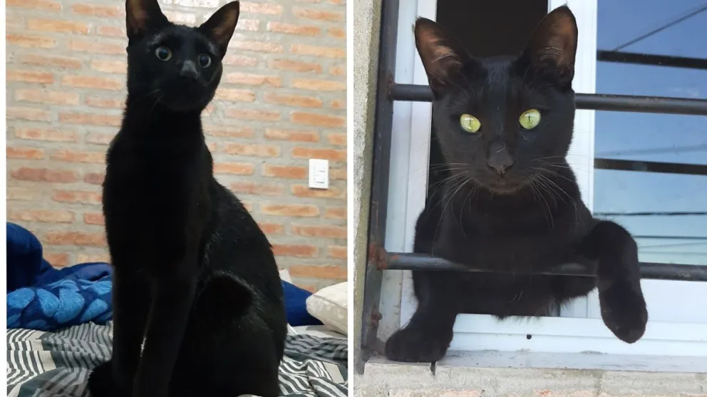 Pagan 10 mil pesos por un gato negro desaparecido