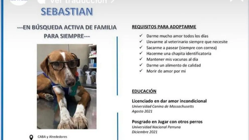 Sebastián, el perrito con CV encontró una familia