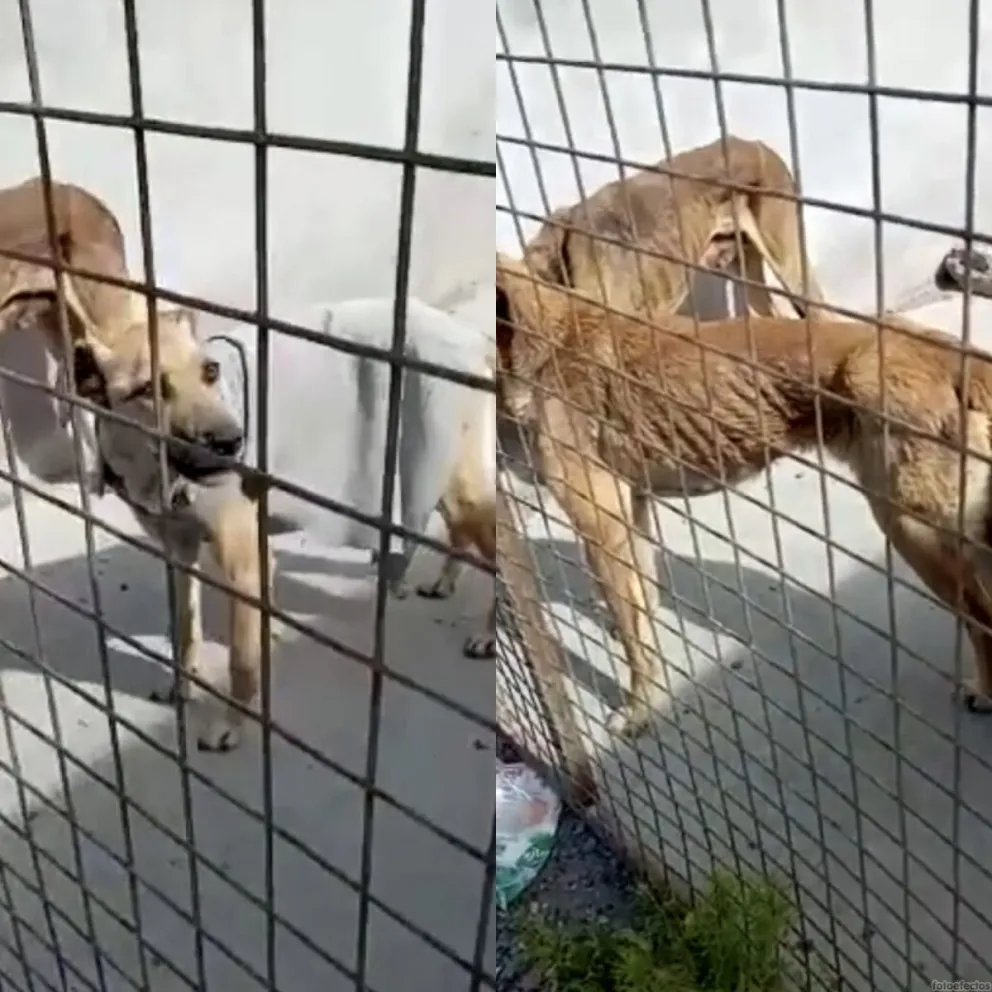 Desesperación por el estado de tres perros famélicos en el barrio 30 de marzo: piden intervención urgente