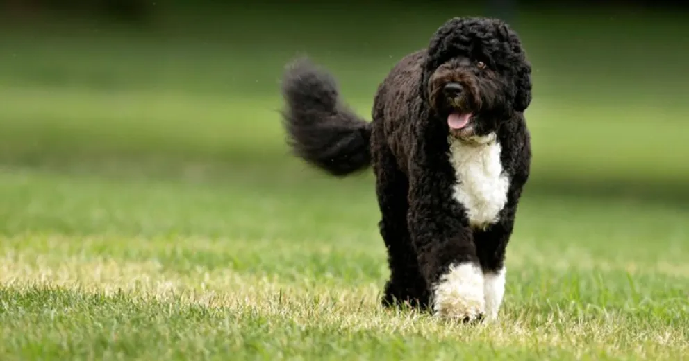 Atropellaron a un perro que vale millones en El Cóndor