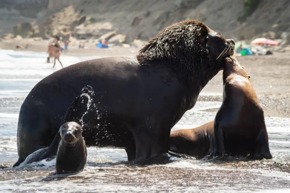 Un lobo marino bebé registrado en fotos y video en la Lobería