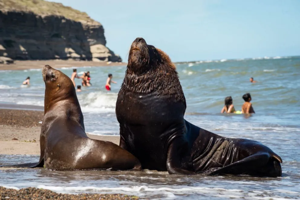 Aseguran que es común que los lobitos se acerquen al balneario y piden resguardarlos 