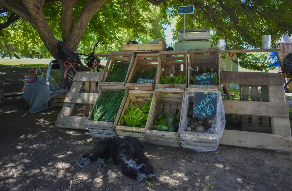 Destacan el impacto positivo que tiene la Feria Agroecológica