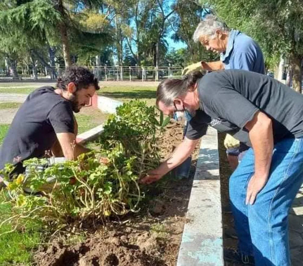 Plantaron siete cactus y un kalanchoe donados por una vecina 