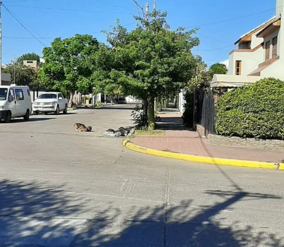 Una queja que se repite por los residuos no juntados: los vecinos de Namuncurá y 20 de octubre sufren por el olvido