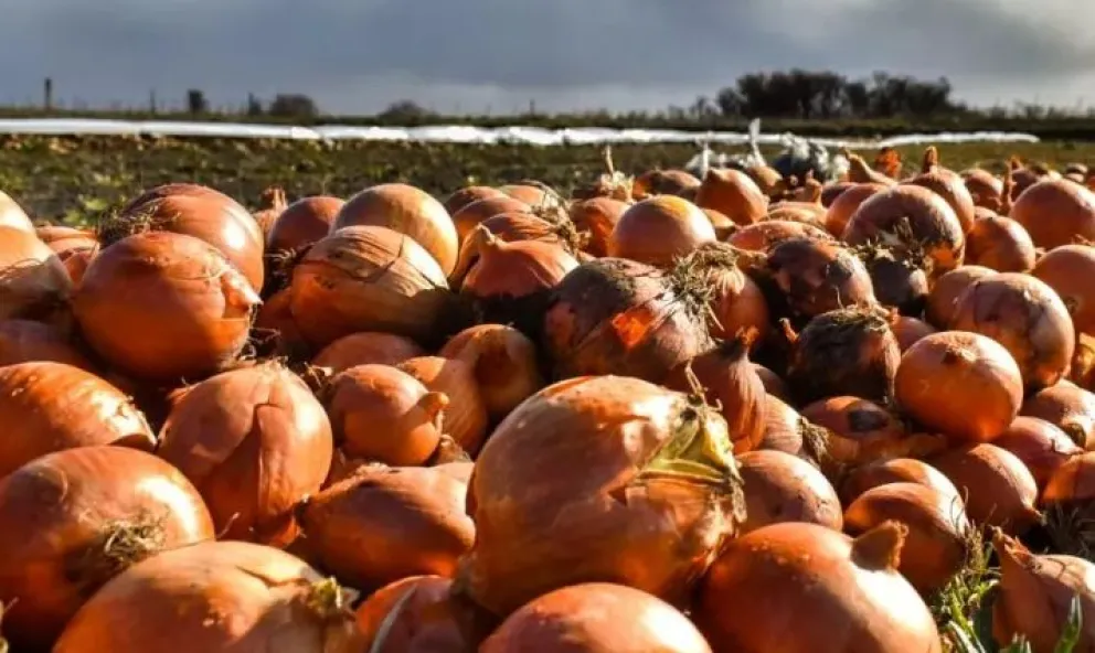 Se viene un férreo control laboral de la actividad cebollera