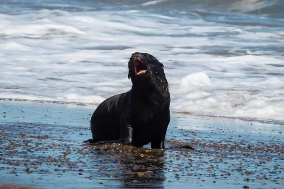 Murió el lobito marino abandonado por su madre en La Lobería