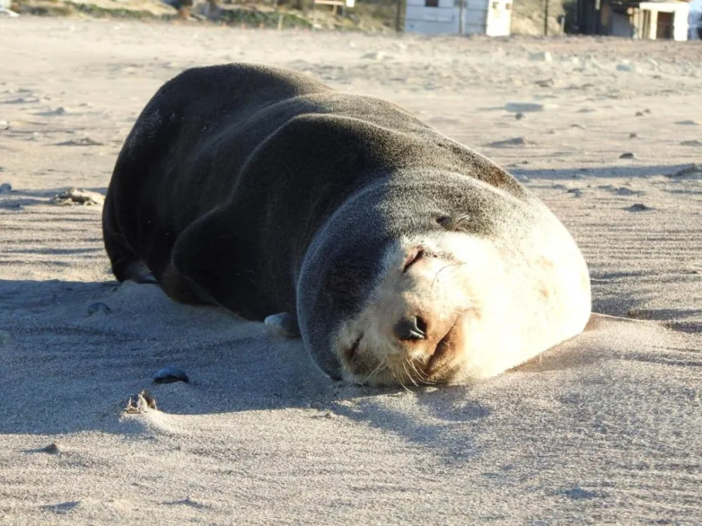 Convivencia entre animales marinos en las playas y la gente