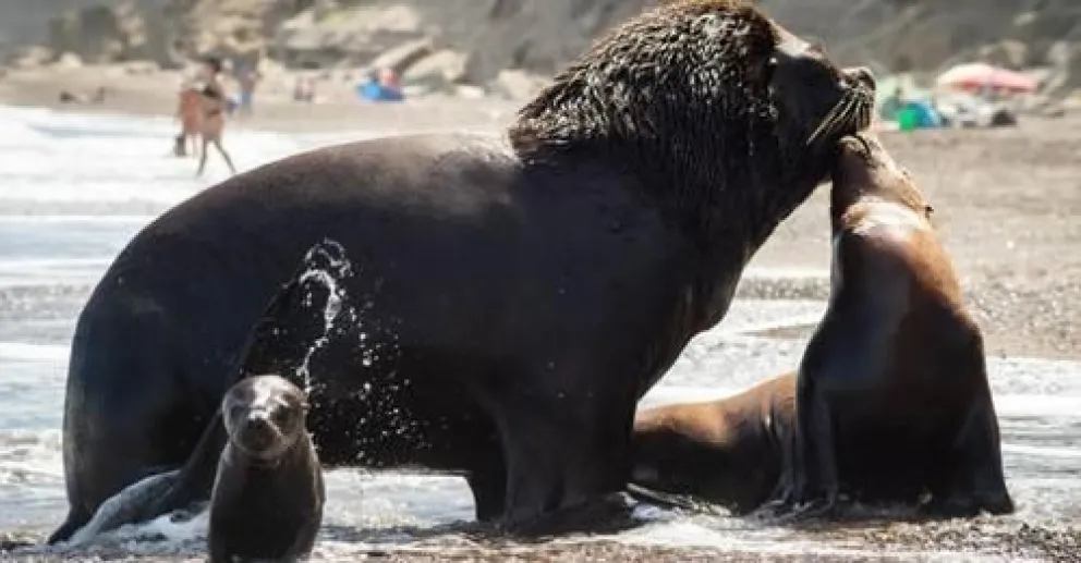 Tras la muerte del cachorro de lobo, abren el diálogo entre vecinos y Ambiente