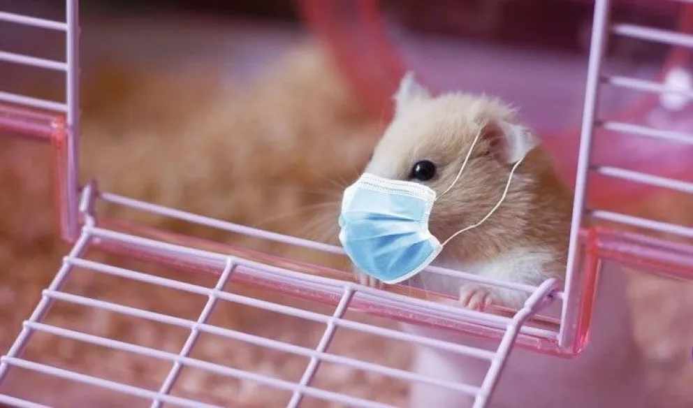 China: un estudio confirma la transmisión de Covid-19 de un hámster a un humano
