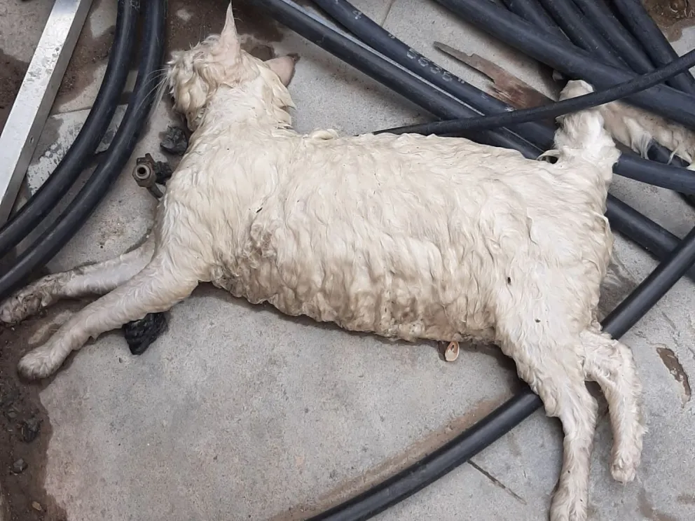 Alerta en el sector Los Maestros por envenenamiento de animales