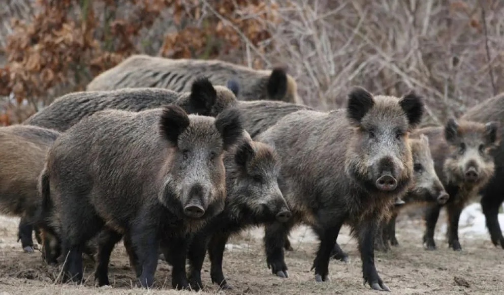 Caza deportiva de jabalí con perros: se conocieron las pautas a tener en cuenta