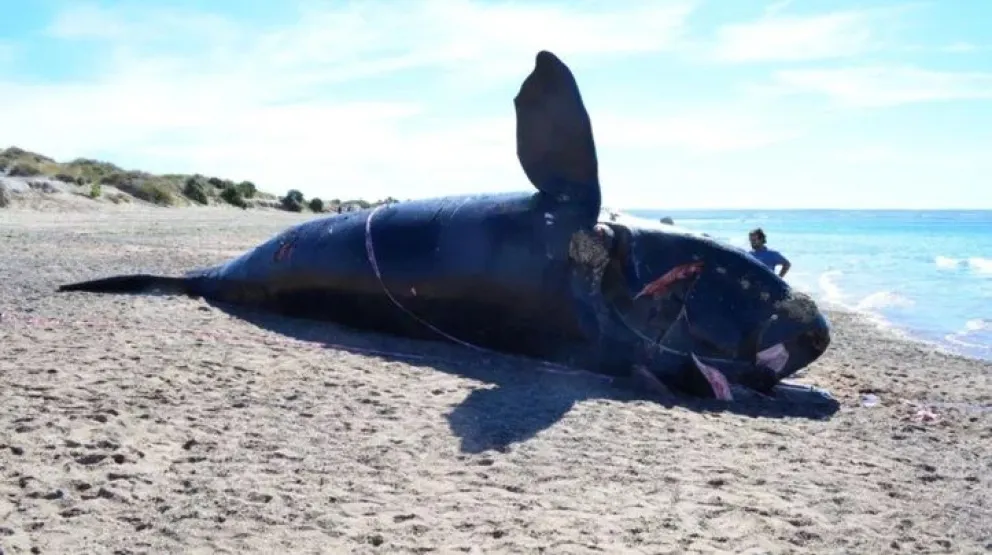 Alertan sobre la alta tasa de mortalidad de ballenas en Península Valdés