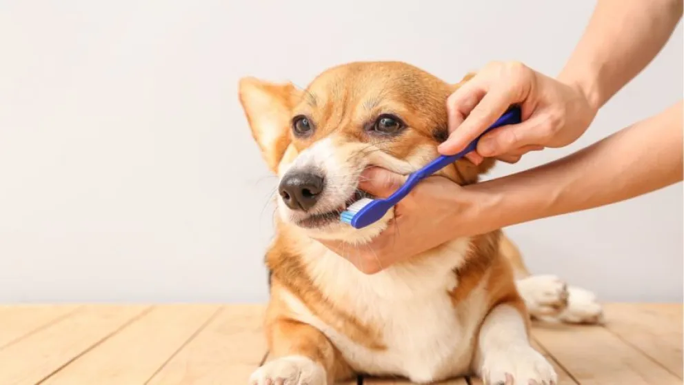 Cómo cuidar la salud bucal de nuestras mascotas y prevenir enfermedades  