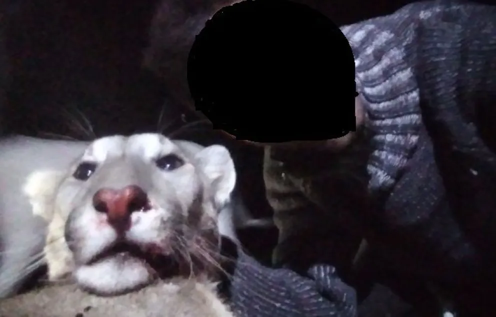 La foto viral de un viedmense con un puma muerto: qué dice la ley y los expertos en la materia