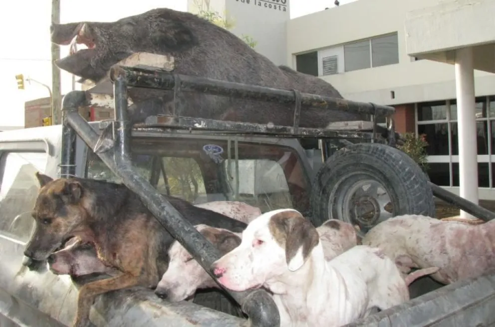 Caza de jabalí con jauría: analizan si continua la modalidad o se prohibe
