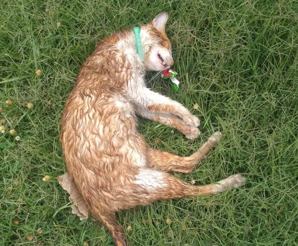 Alerta máxima: siguen apareciendo animales envenenados