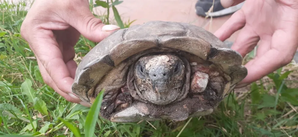 Una tortuga perdió dos patas y se inició una cruzada olímpica para mejorar su calidad de vida