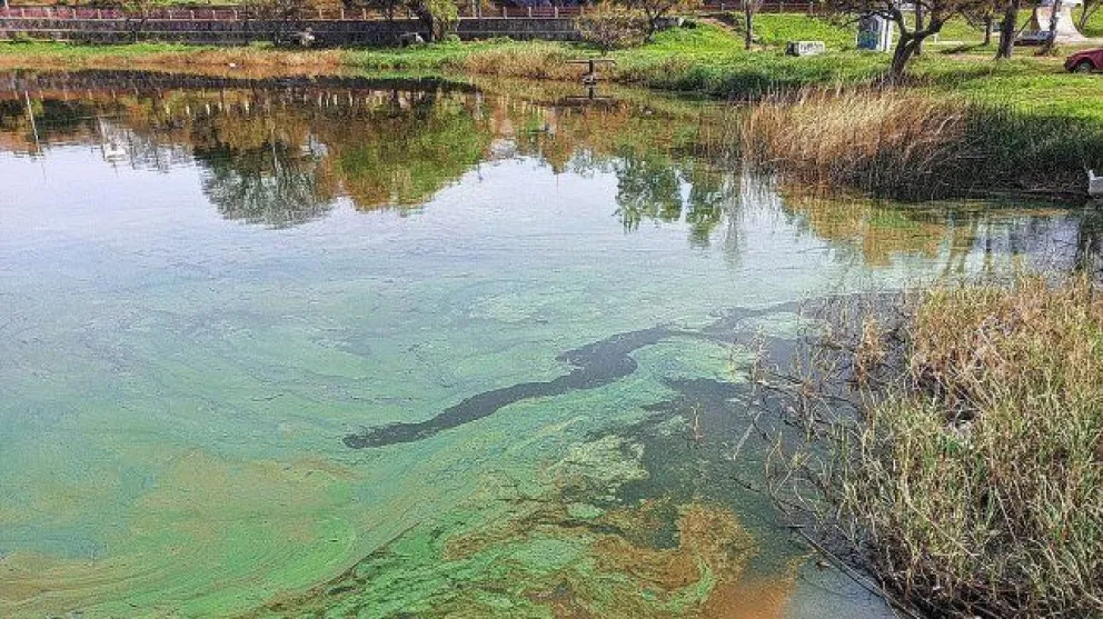 Cuáles son las cuatro provincias donde advirtieron cianobacterias y qué peligro genera para la salud