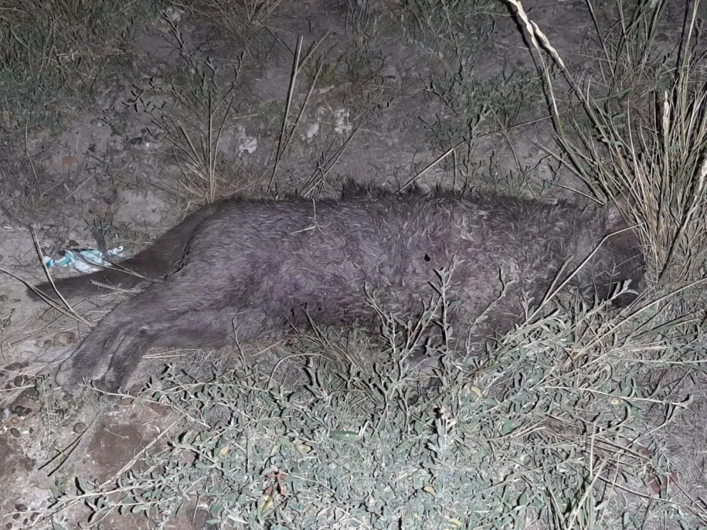 Apareció un tercer gato envenenado y ya corren riesgos los niños