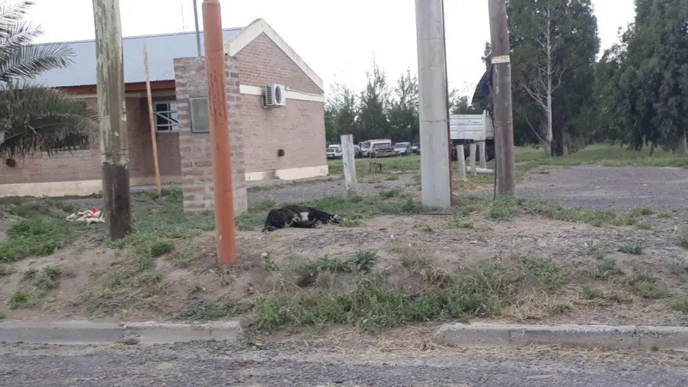 Cobarde atropelló a un perro y se fugó en una camioneta S10