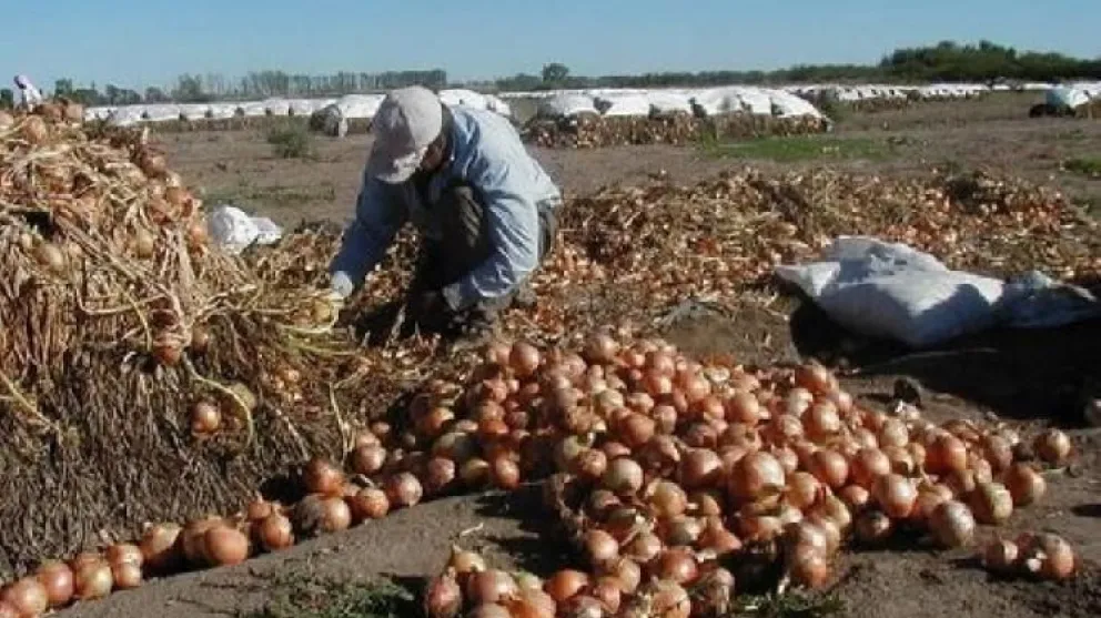 El XXVI Seminario de Cebolla del Mercosur se realizará en Viedma e Hilario Ascasubi (Foto: archivo)
