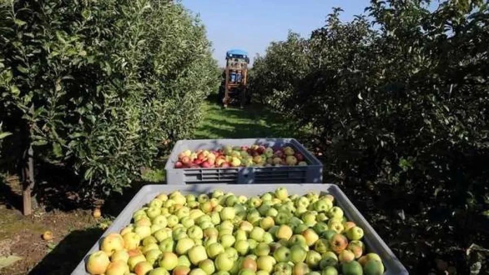 La Nación estudia la recuperación de la competitividad en la fruticultura