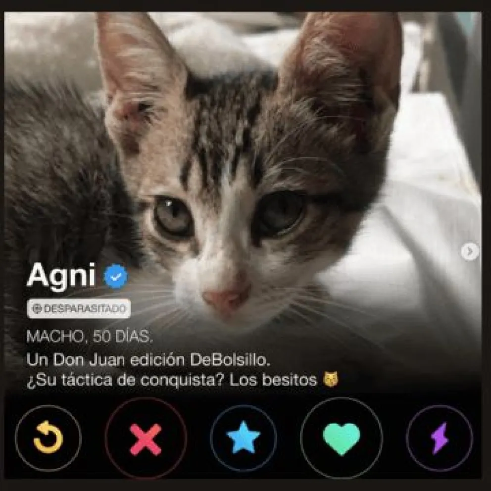 “Gatitinder” un refugio de mascotas creo Tinder para la adopción de mascotas