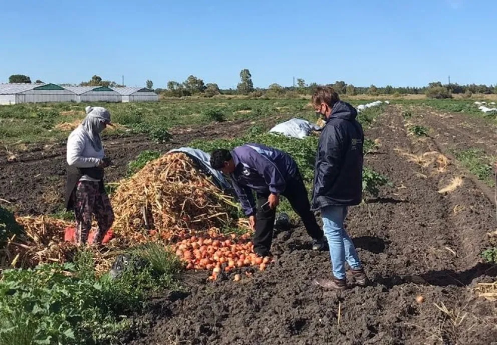 Una buena para la Argentina: es un éxito la temporada de producción de cebolla